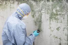 Best Real Estate Mold Inspection  in Breaux Bridge, LA